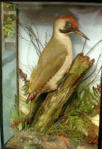 Green Woodpecker (Army _ Navy)[1].JPG